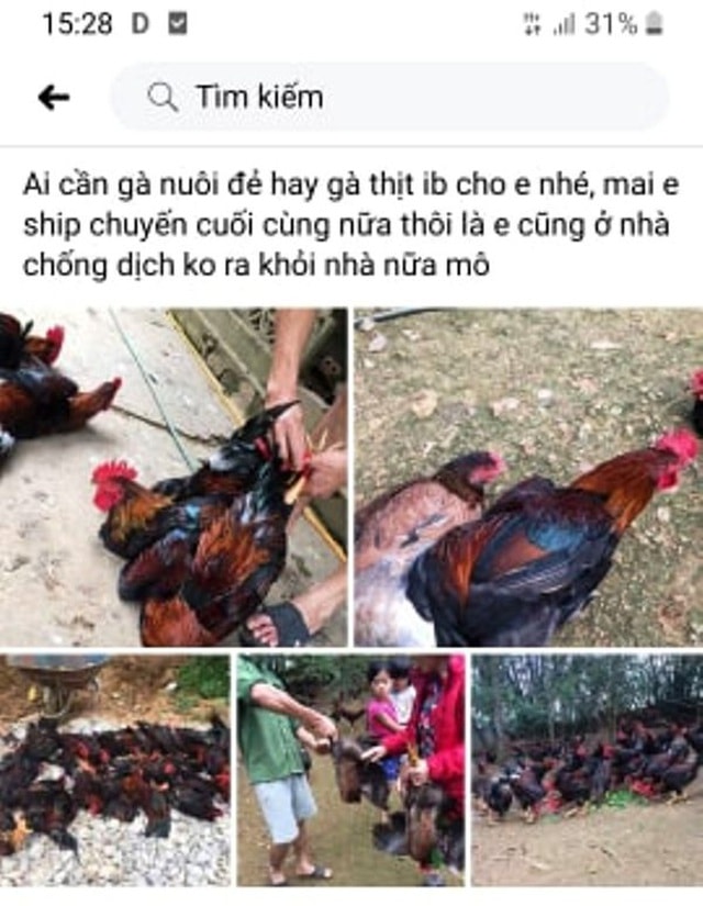 Người chăn nuôi “điêu đứng” vì giá gà thịt  giảm chưa từng có - 4