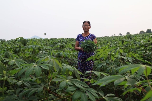 Kiếm tiền triệu mỗi ngày nhờ bán rau sắn muối chua - 2 Kiếm tiền triệu mỗi ngày nhờ bán rau sắn muối chua - 2