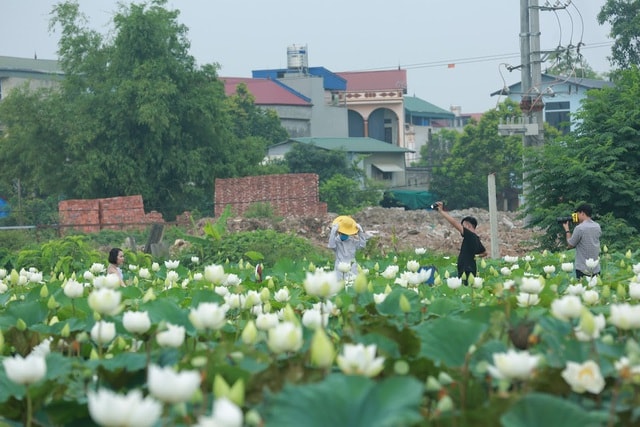 Hà Nội: Hoa sen xuống phố, thơm ngát cả vùng trời! - 8