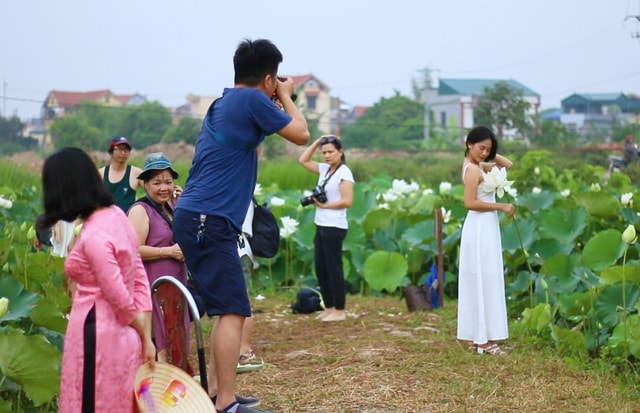 Du khách ngỡ ngàng trước vẻ đẹp của đầm sen trắng độc nhất ở Hà Nội - 3 Du khách ngỡ ngàng trước vẻ đẹp của đầm sen trắng độc nhất ở Hà Nội - 3