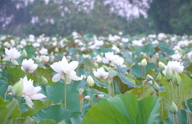 Du khách ngỡ ngàng trước vẻ đẹp của đầm sen trắng độc nhất ở Hà Nội - 2 Du khách ngỡ ngàng trước vẻ đẹp của đầm sen trắng độc nhất ở Hà Nội - 2