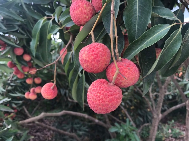 Hàng trăm thương lái Trung Quốc chực chờ, đếm ngày sang Việt Nam mua vải - 4 Hàng trăm thương lái Trung Quốc chực chờ, đếm ngày sang Việt Nam mua vải - 4