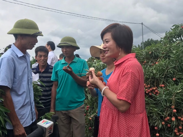 Hàng trăm thương lái Trung Quốc chực chờ, đếm ngày sang Việt Nam mua vải - 3 Hàng trăm thương lái Trung Quốc chực chờ, đếm ngày sang Việt Nam mua vải - 3