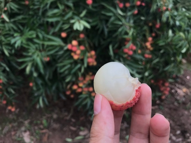 Hàng trăm thương lái Trung Quốc chực chờ, đếm ngày sang Việt Nam mua vải - 2 Hàng trăm thương lái Trung Quốc chực chờ, đếm ngày sang Việt Nam mua vải - 2