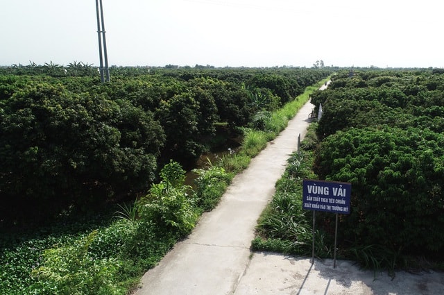 Cận cảnh quy trình ướp lạnh, khử nấm vải thiều tại miệt vườn xứ Đông - 1