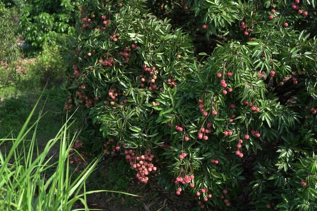 Cận cảnh quy trình ướp lạnh, khử nấm vải thiều tại miệt vườn xứ Đông - 2