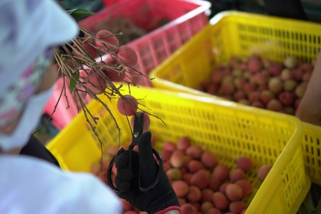 Cận cảnh quy trình ướp lạnh, khử nấm vải thiều tại miệt vườn xứ Đông - 6