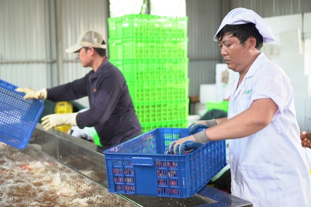 Cận cảnh quy trình ướp lạnh, khử nấm vải thiều tại miệt vườn xứ Đông - 7