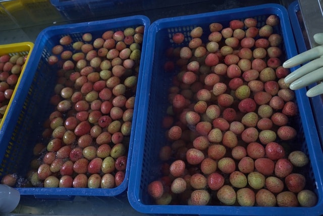 Cận cảnh quy trình ướp lạnh, khử nấm vải thiều tại miệt vườn xứ Đông - 8