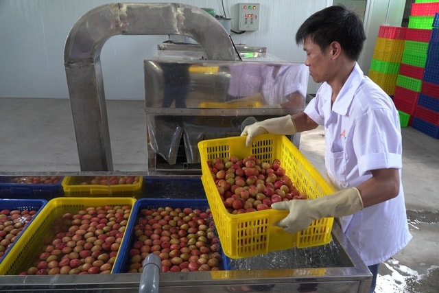 Cận cảnh quy trình ướp lạnh, khử nấm vải thiều tại miệt vườn xứ Đông - 9