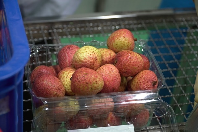 Cận cảnh quy trình ướp lạnh, khử nấm vải thiều tại miệt vườn xứ Đông - 10