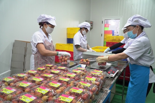 Cận cảnh quy trình ướp lạnh, khử nấm vải thiều tại miệt vườn xứ Đông - 11