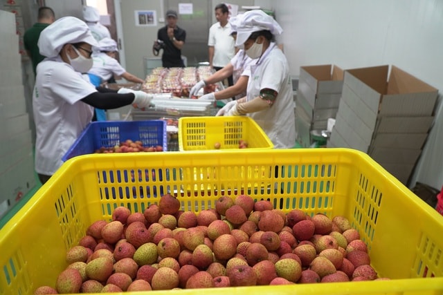 Cận cảnh quy trình ướp lạnh, khử nấm vải thiều tại miệt vườn xứ Đông - 13