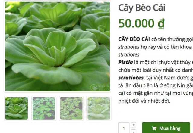 Ở quê bỏ đi lợn cũng không ăn, lên mạng bán 50 ngàn đồng/cây - 2