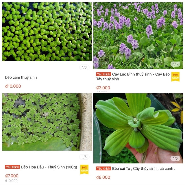 Ở quê bỏ đi lợn cũng không ăn, lên mạng bán 50 ngàn đồng/cây - 4