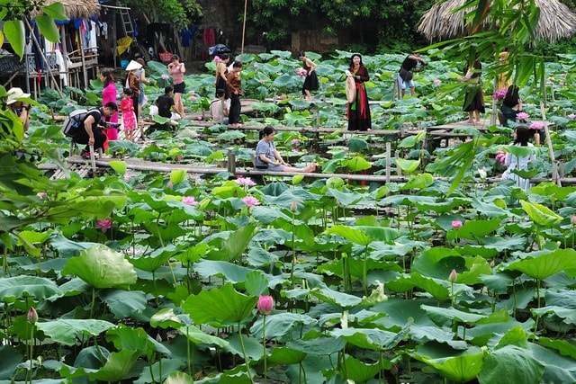 Chị em chen chân chụp ảnh tại đầm sen tây hồ - Ảnh 7.