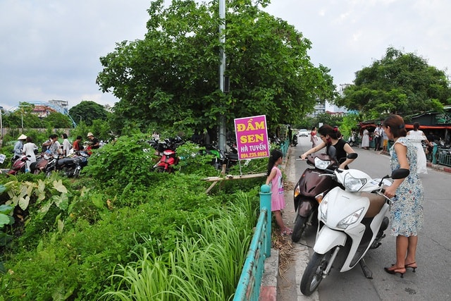 Chị em chen chân chụp ảnh tại đầm sen tây hồ - Ảnh 8.