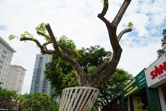 Hà Nội: Lắp camera, bọc sắt bảo vệ 34 cây sưa đỏ “đắt hơn vàng” - 11