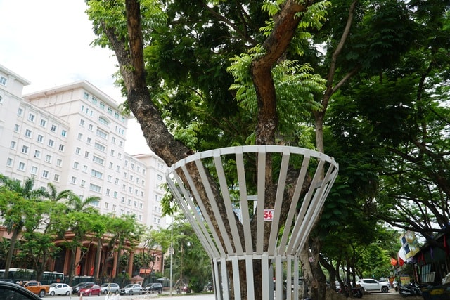 Hà Nội: Lắp camera, bọc sắt bảo vệ 34 cây sưa đỏ “đắt hơn vàng” - 10