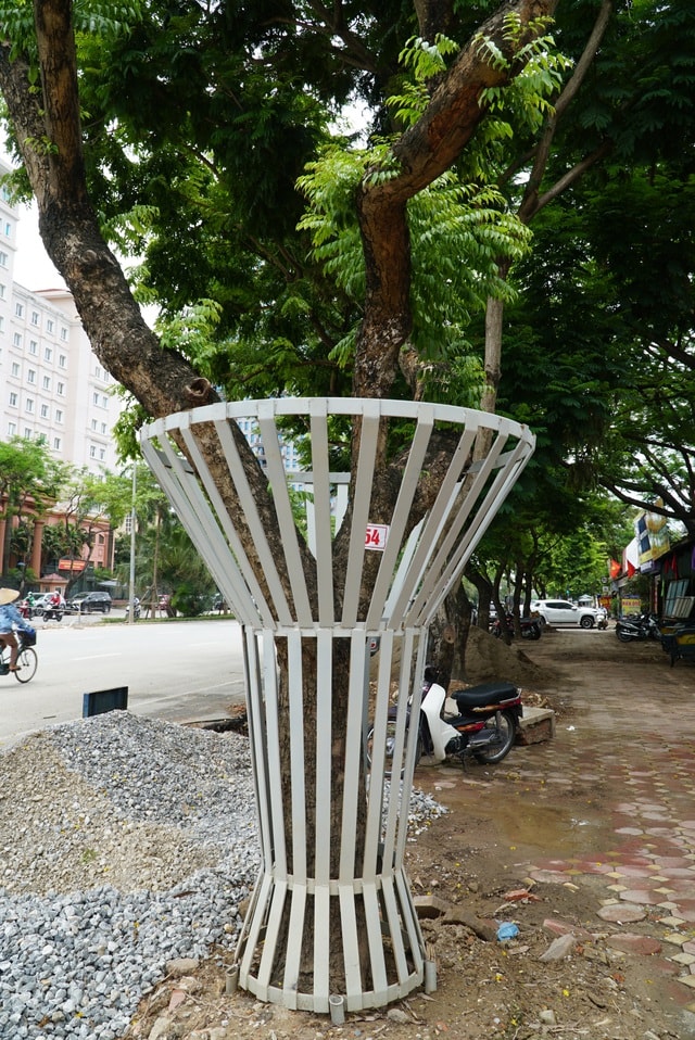 Hà Nội: Lắp camera, bọc sắt bảo vệ 34 cây sưa đỏ “đắt hơn vàng” - 4