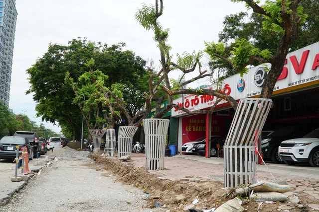 Hà Nội: Lắp camera, bọc sắt bảo vệ 34 cây sưa đỏ “đắt hơn vàng” - 9