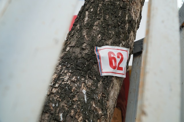 Hà Nội: Lắp camera, bọc sắt bảo vệ 34 cây sưa đỏ “đắt hơn vàng” - 5