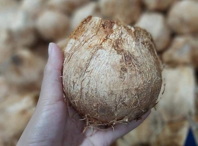 Ngày bán 5.000 quả dừa tí hon, hàng lạ gây sốt ngày nắng cháy - 1