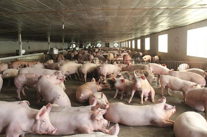 Giá thịt lợn giảm mạnh, tiểu thương lo đẩy hàng sớm - 1