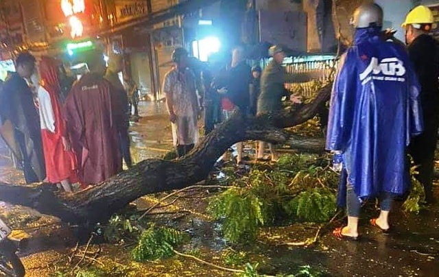 TP.HCM: Cành cây gãy trong mưa, đè một người đi đường tử vong - Ảnh 1.