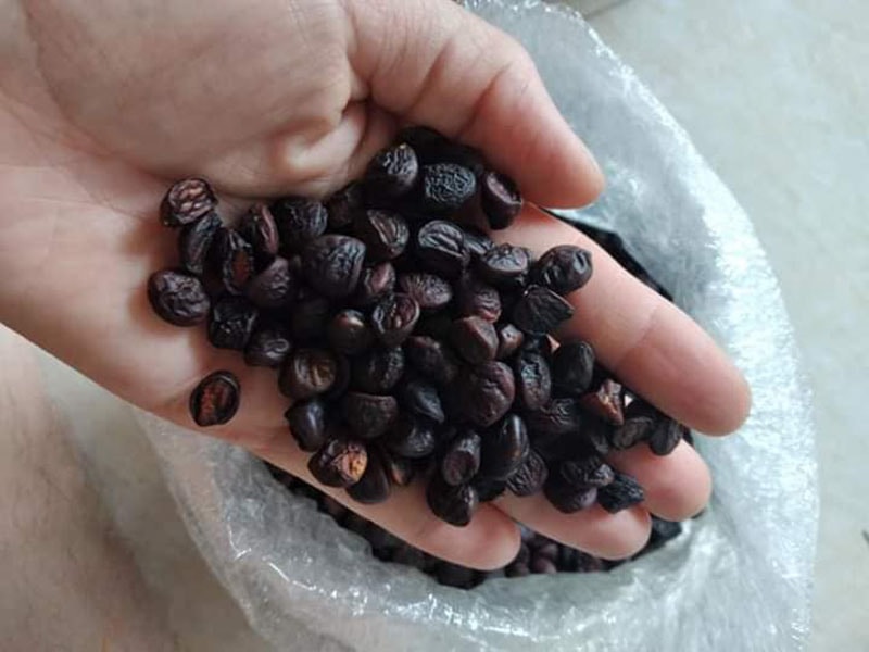Hạt dổi rừng giá 2 triệu đồng/kg vẫn được khách săn lùng - Ảnh 1.