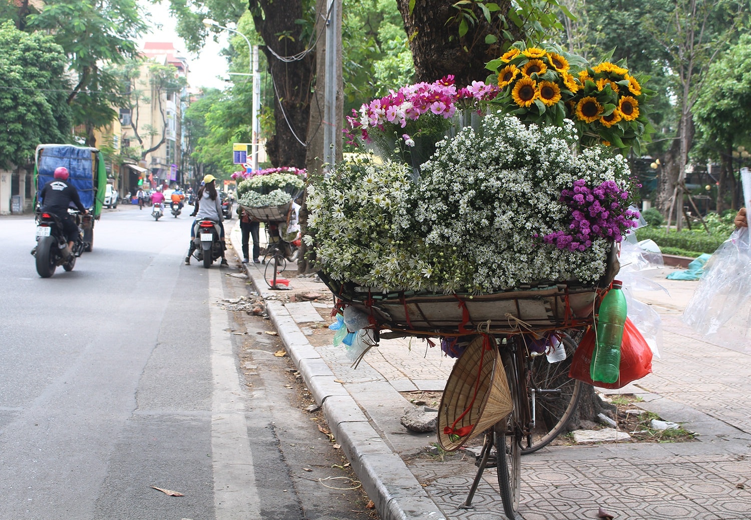 Cúc họa mi đầu mùa xuống phố, dân buôn kiếm tiền triệu mỗi ngày - Ảnh 1.