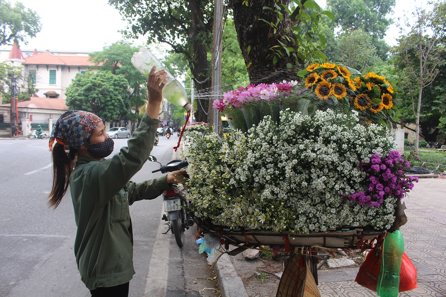 Cúc họa mi đầu mùa xuống phố, dân buôn kiếm tiền triệu mỗi ngày - Ảnh 3.