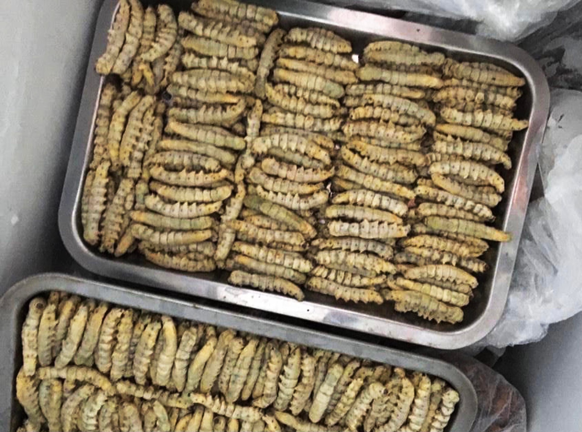 Nhìn khiếp vía nhưng ăn lạ miệng, tằm lá sắn Nhìn khiếp vía nhưng ăn lạ miệng, tằm lá sắn