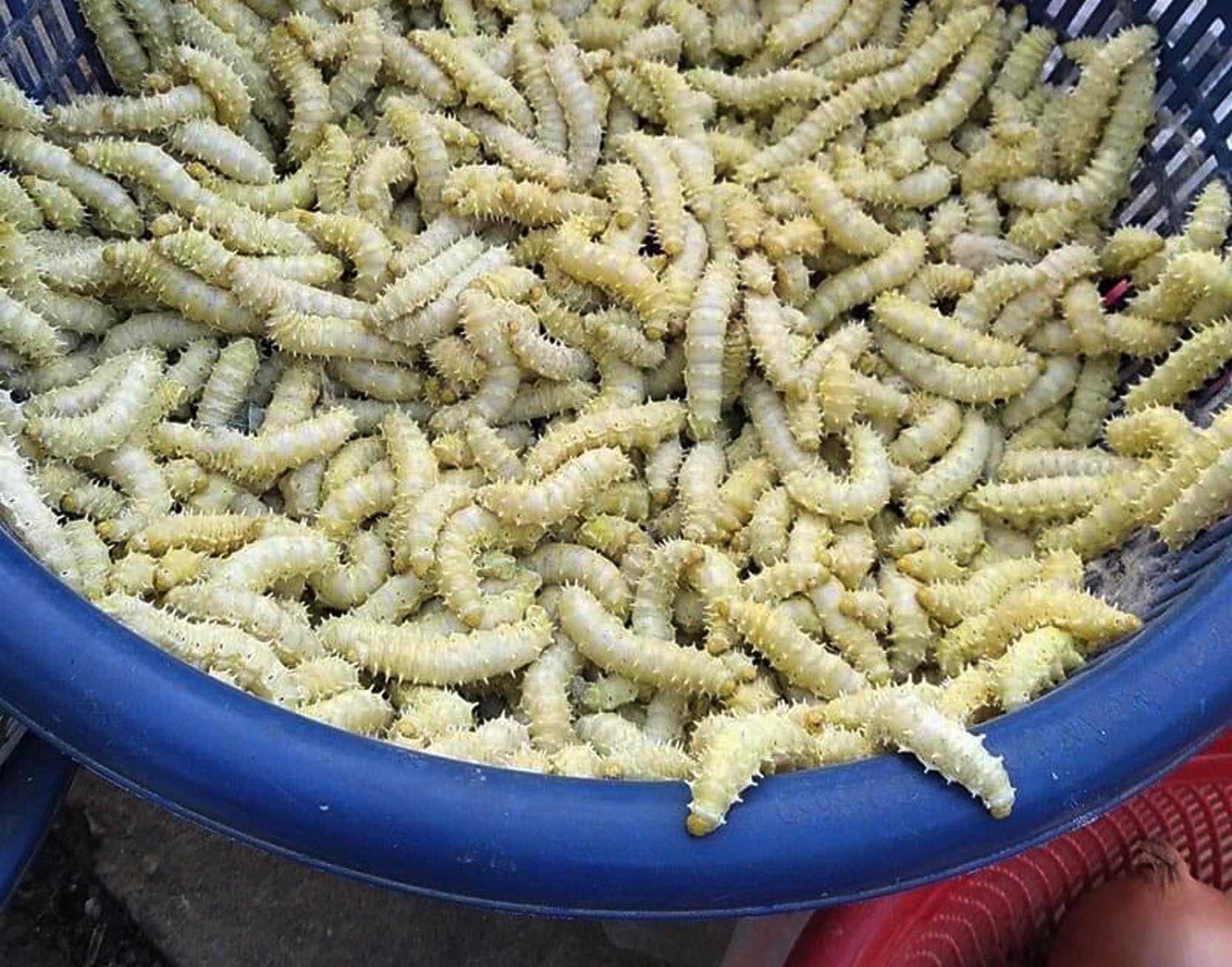 Nhìn khiếp vía nhưng ăn lạ miệng, tằm lá sắn Nhìn khiếp vía nhưng ăn lạ miệng, tằm lá sắn