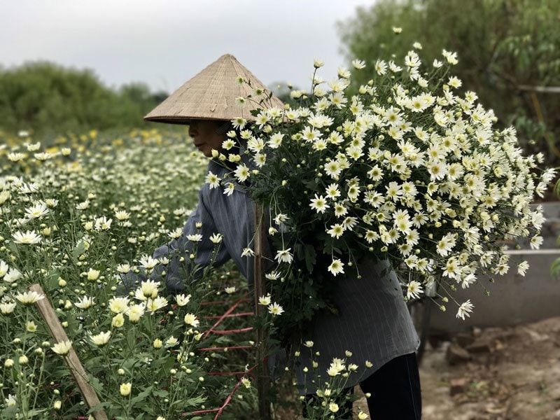 Loại cúc họa mi đặc biệt: Chơi 2 tháng mới tàn, 1 triệu đồng/chậu - Ảnh 1.