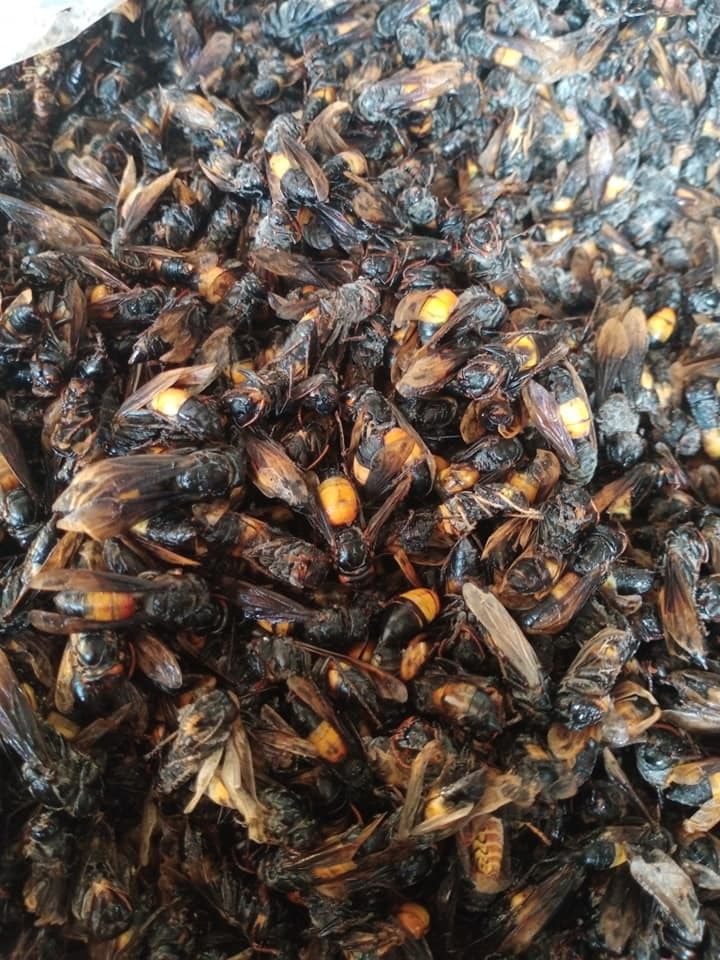 Lên rừng bê cả tổ ong vạn con về xào ăn, ngâm rượu bồi bổ - Ảnh 3. Lên rừng bê cả tổ ong vạn con về xào ăn, ngâm rượu bồi bổ - Ảnh 3.