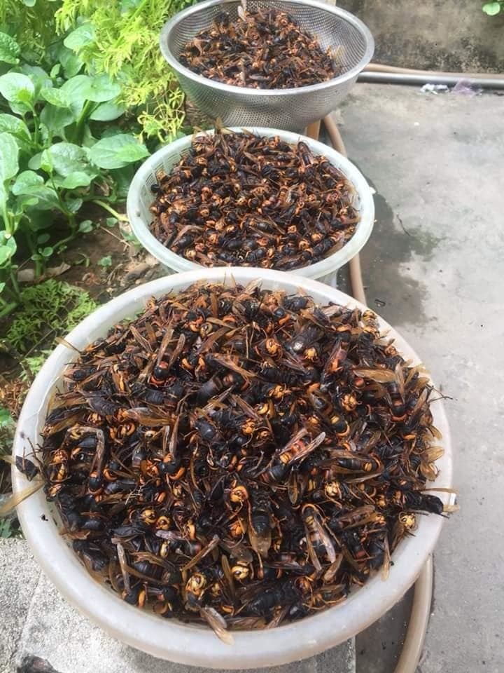 Lên rừng bê cả tổ ong vạn con về xào ăn, ngâm rượu bồi bổ - Ảnh 2. Lên rừng bê cả tổ ong vạn con về xào ăn, ngâm rượu bồi bổ - Ảnh 2.