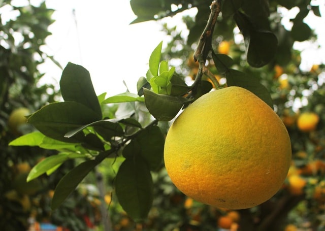 Đeo lúc lỉu 300 quả trên cây: Bưởi cảnh khổng lồ 