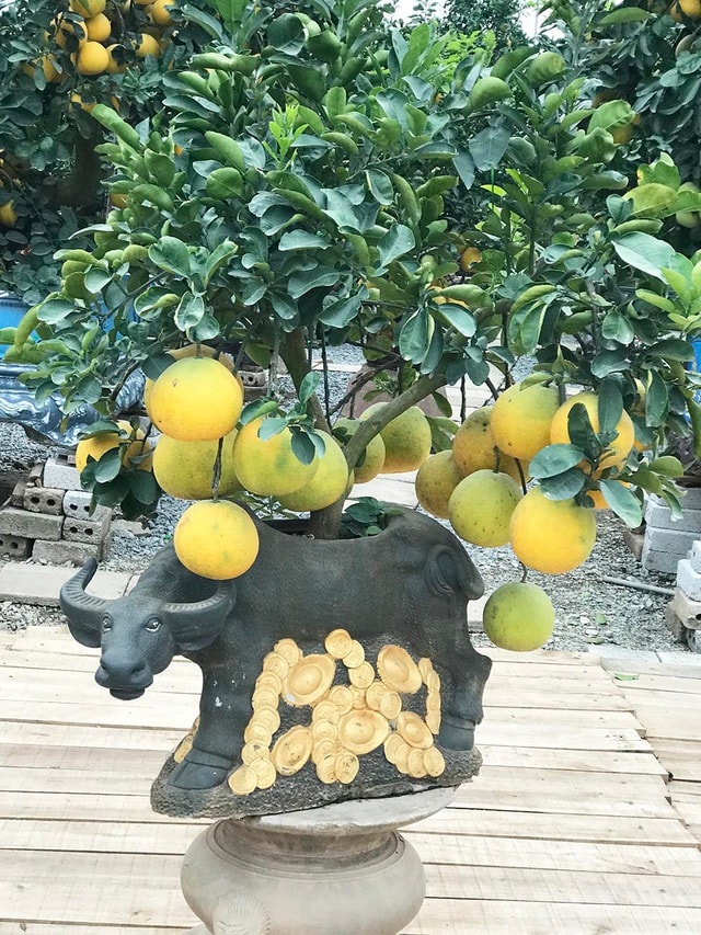 Đeo lúc lỉu 300 quả trên cây: Bưởi cảnh khổng lồ 