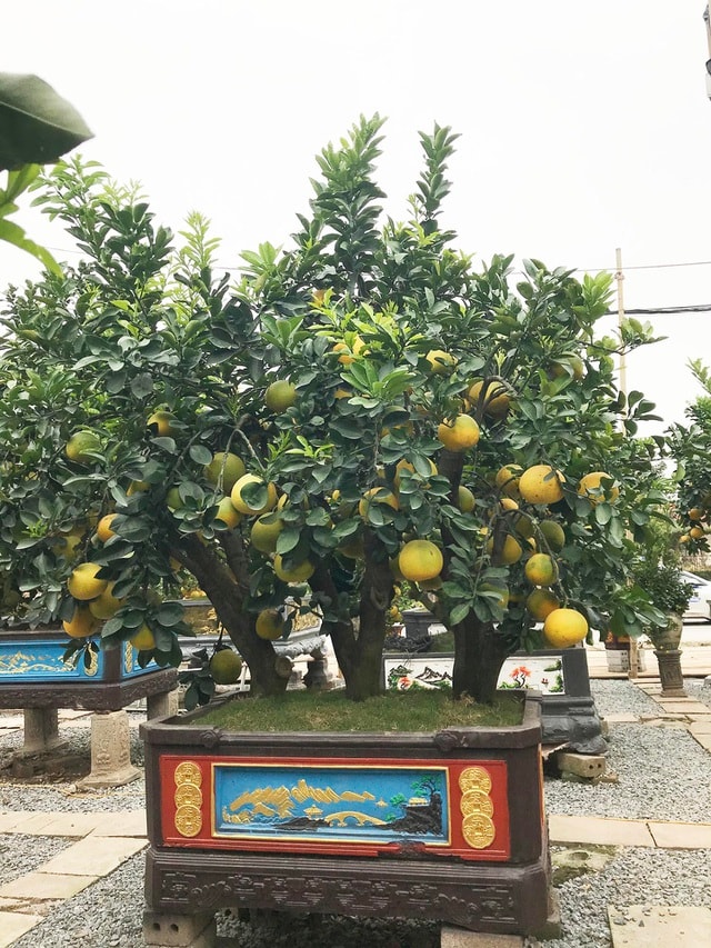 Đeo lúc lỉu 300 quả trên cây: Bưởi cảnh khổng lồ 