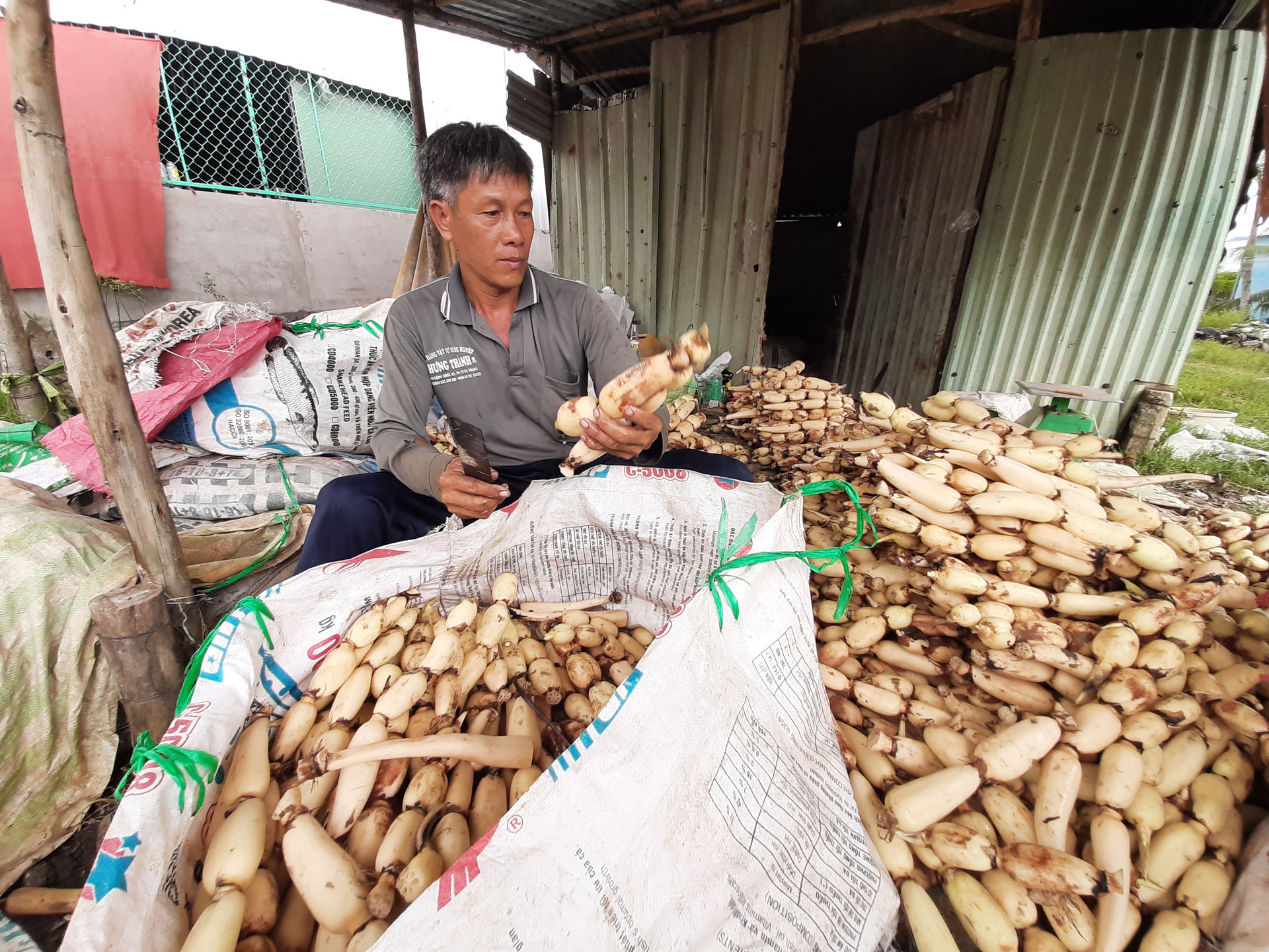 Mỗi năm trúng mùa bỏ túi cả tỷ đồng từ trồng sen lấy củ - Ảnh 1.