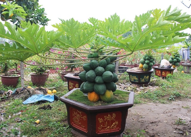 Đu đủ bonsai dáng siêu lạ, hút khách sành chơi dịp Tết - Ảnh 2.