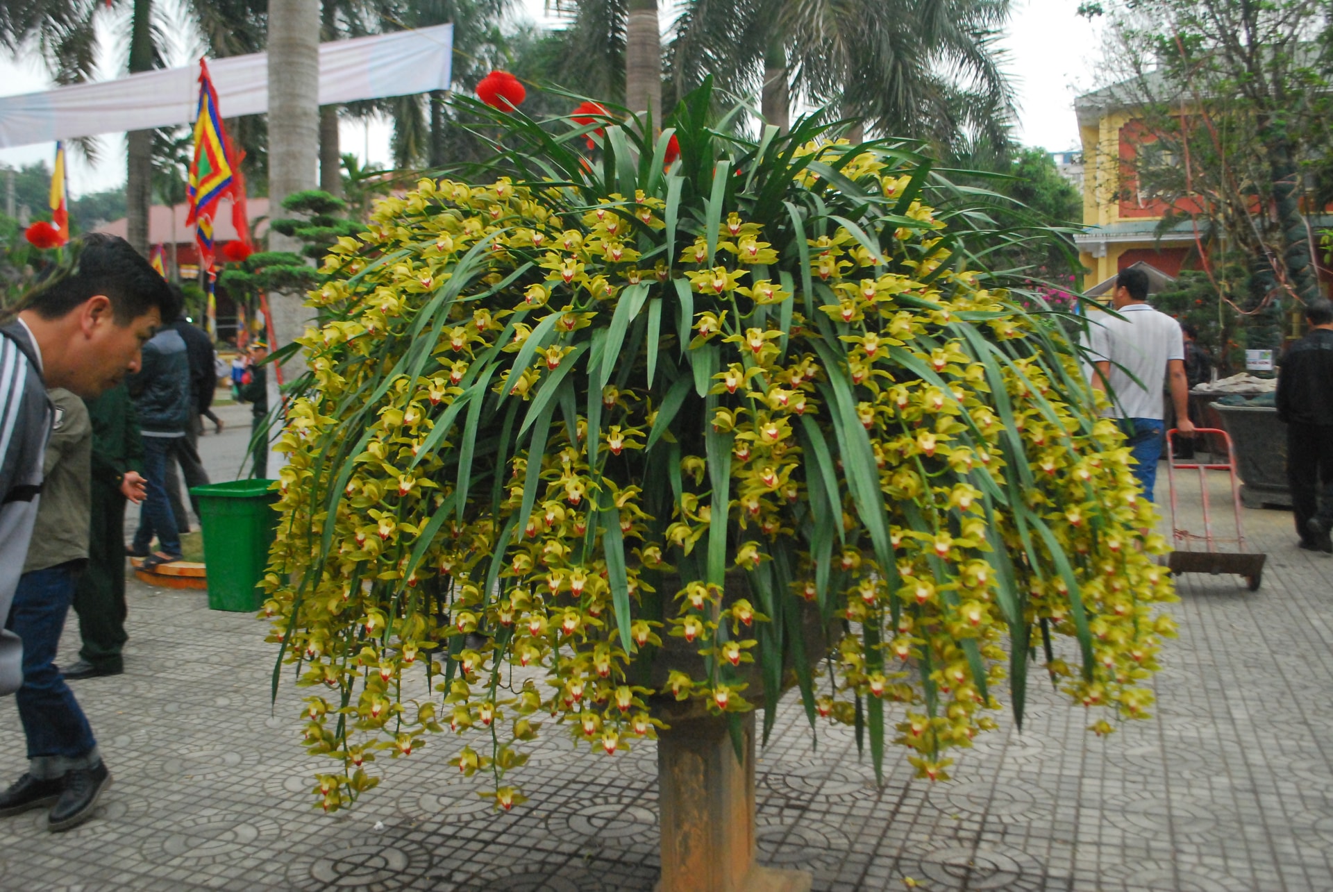 80 triệu đồng 1 chậu hoa địa lan Trần Mộng Sa Pa chơi Tết - Ảnh 2.