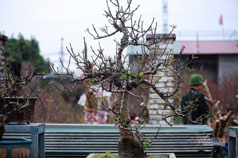 Nắng lên bất ngờ, đưa đào Thất Thốn vào 'hầm' điều hoà chờ Tết - Ảnh 10.