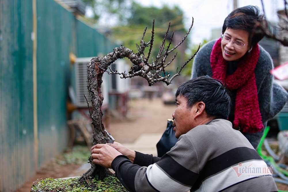 Nắng lên bất ngờ, đưa đào Thất Thốn vào 'hầm' điều hoà chờ Tết - Ảnh 7.