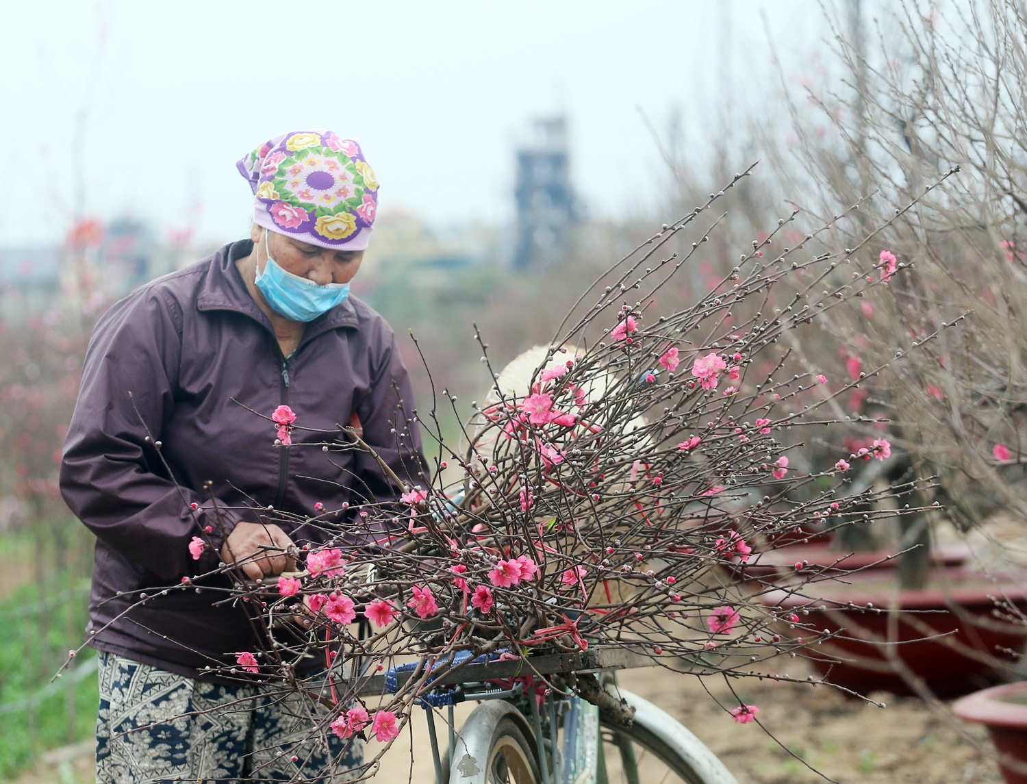 Nông dân trồng đào Nhật Tân đứng ngồi không yên khi dịch COVID-19 bất ngờ bùng phát mạnh - Ảnh 16.