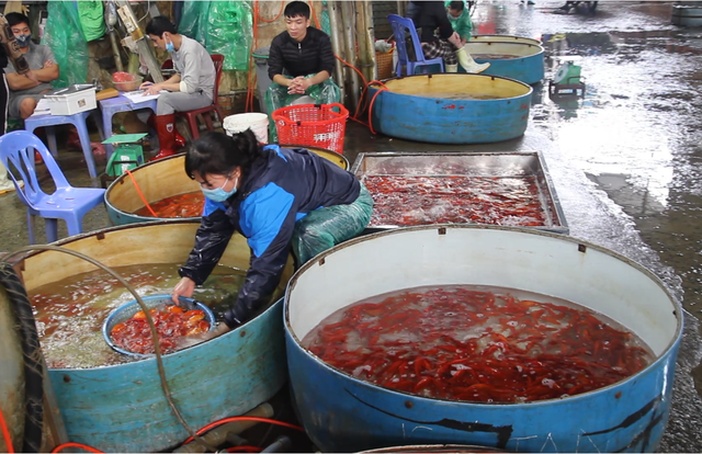 Hà Nội: Chợ cá ông Công, ông Táo diễn ra như thế nào trong dịch Covid - Ảnh 6.