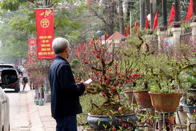 Ngắm hoa mai trắng khoe sắc tinh khôi giữa lòng Thủ đô - Ảnh 10.