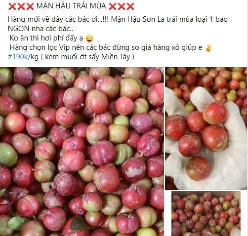 Mận hậu trái mùa giá đắt hơn bò Mỹ... nhiều người vẫn quyết mua đãi khách dịp Tết - Ảnh 3.