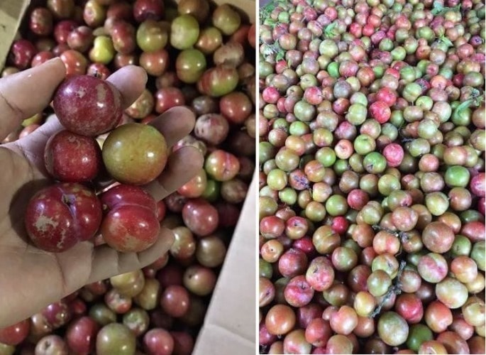 Mận hậu trái mùa giá đắt hơn bò Mỹ... nhiều người vẫn quyết mua đãi khách dịp Tết - Ảnh 2.